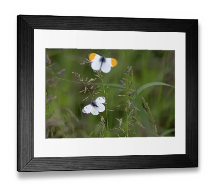 Framed Print : Orange-tip butterflies (Anthocharis cardamines) pair, mating behaviour, female offering herself to the male for copulation, Norfolk, England, UK. May Framed Print : Orange-tip butterflies (Anthocharis cardamines) pair, mating behaviour, female offering herself to the male for copulation, Norfolk, England, UK. May