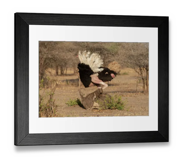 Framed Print : Masai ostriches (Struthio camelus massaicus) pair mating, Tarangire National Park, Tanzania