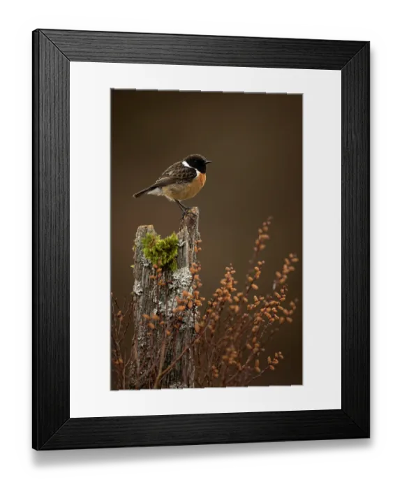 Framed Print : European stonechat (Saxicola rubicola) male, perched on a tree stump, Dumfries and Galloway, Scotland, UK. May Framed Print : European stonechat (Saxicola rubicola) male, perched on a tree stump, Dumfries and Galloway, Scotland, UK. May