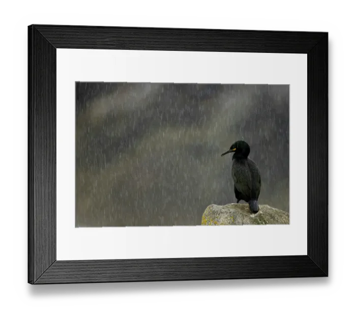 Framed Print : European shag (Gulosus aristotelis) perched on a rock in heavy rain, Great Saltee Island, Republic of Ireland. May Framed Print : European shag (Gulosus aristotelis) perched on a rock in heavy rain, Great Saltee Island, Republic of Ireland. May