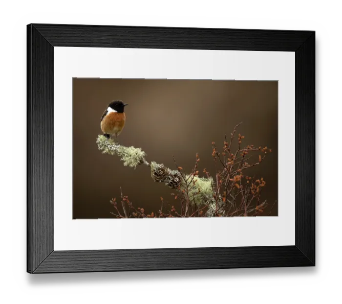 Framed Print : European stonechat (Saxicola rubicola) male, perched on a lichen-covered branch, Dumfries and Galloway, Scotland, UK. May Framed Print : European stonechat (Saxicola rubicola) male, perched on a lichen-covered branch, Dumfries and Galloway, Scotland, UK. May