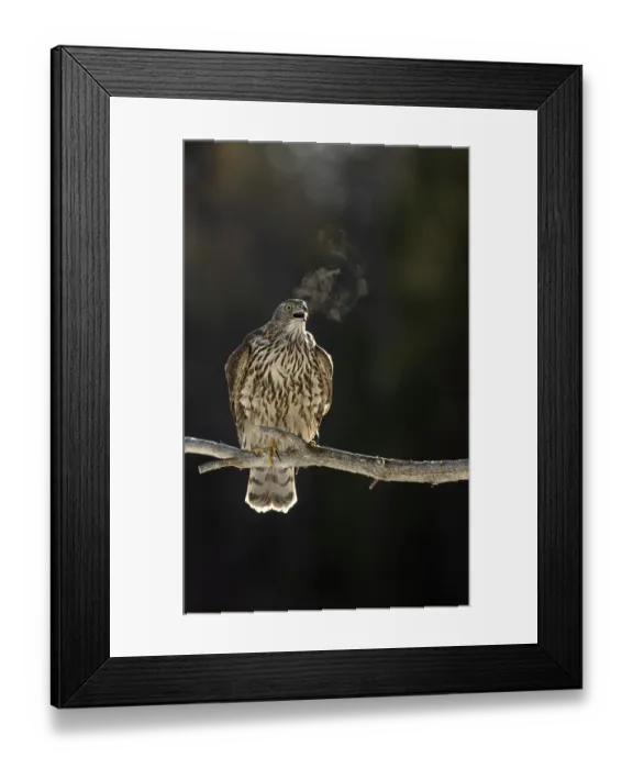 Framed Print : Goshawk (Accipiter gentilis) perched on branch, with breath visible in the cold air, Finland. March Framed Print : Goshawk (Accipiter gentilis) perched on branch, with breath visible in the cold air, Finland. March