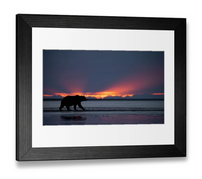 Framed Print : Brown bear (Ursus arctos) silhouetted at dawn, Lake Clark National Park, Alaska. September Framed Print : Brown bear (Ursus arctos) silhouetted at dawn, Lake Clark National Park, Alaska. September
