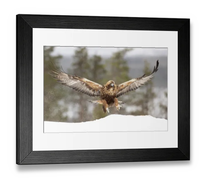 Framed Print : Golden eagle (Aquila chrysaetos) landing on snow, Finland. March Framed Print : Golden eagle (Aquila chrysaetos) landing on snow, Finland. March