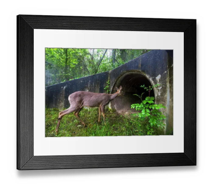 Framed Print : Roe deer (Capreolus capreolus) approaching entrance to a wildlife underpass below the A89 highway, Loire, France. May. Camera trap image Framed Print : Roe deer (Capreolus capreolus) approaching entrance to a wildlife underpass below the A89 highway, Loire, France. May. Camera trap image