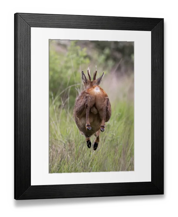 Framed Print : Roe deer (Capreolus capreolus) buck running through long grass, Norfolk, England, UK. May