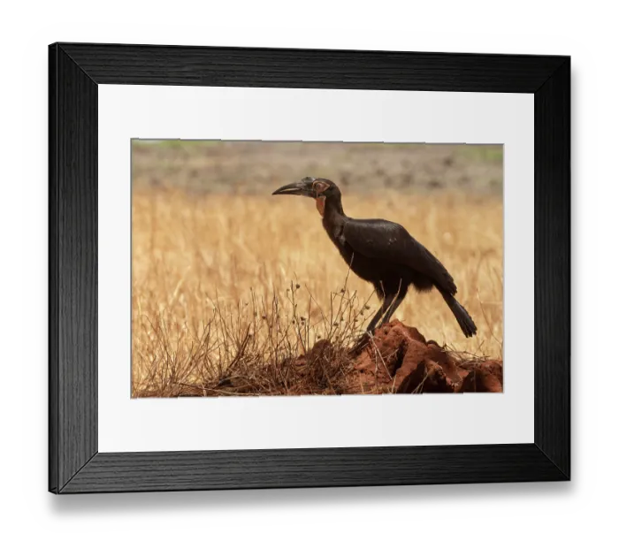 Framed Print : Southern ground hornbill (Bucorvus leadbeateri) juvenile, perched on termite mound, Tarangire National Park, Tanzania Framed Print : Southern ground hornbill (Bucorvus leadbeateri) juvenile, perched on termite mound, Tarangire National Park, Tanzania