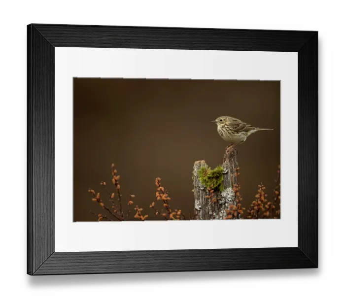 Framed Print : Meadow pipit (Anthus pratensis) perched on a tree stump, Dumfries and Galloway, Scotland, UK. May Framed Print : Meadow pipit (Anthus pratensis) perched on a tree stump, Dumfries and Galloway, Scotland, UK. May