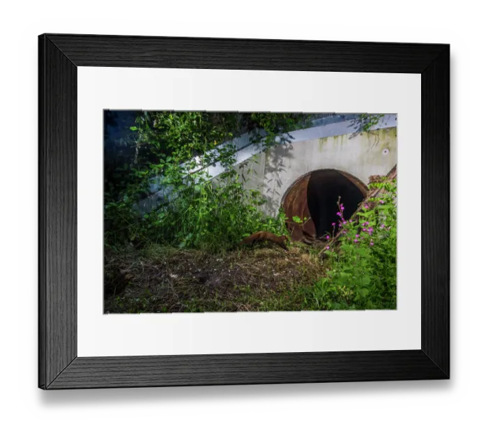 Framed Print : Beech marten (Martes foina) running towards entrance to a wildlife underpass below the A89 highway, Loire, France. May. Camera trap image Framed Print : Beech marten (Martes foina) running towards entrance to a wildlife underpass below the A89 highway, Loire, France. May. Camera trap image