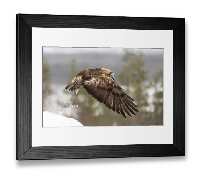 Framed Print : Golden eagle (Aquila chrysaetos) taking flight in the snow, Finland. March Framed Print : Golden eagle (Aquila chrysaetos) taking flight in the snow, Finland. March