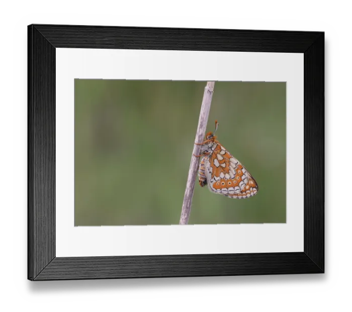 Framed Print : Marsh fritillary butterfly (Euphydryas aurinia) resting on stem, Suffolk, England, UK. June Framed Print : Marsh fritillary butterfly (Euphydryas aurinia) resting on stem, Suffolk, England, UK. June
