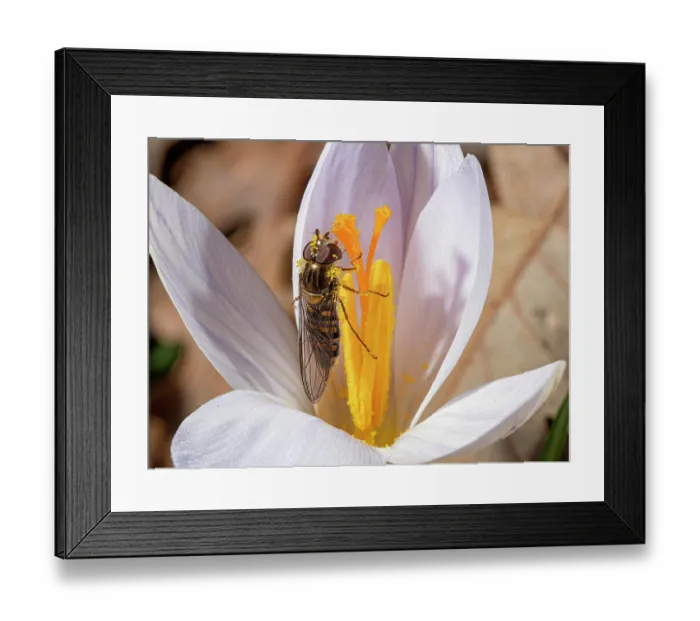 Framed Print : Twin flowered crocus (Crocus biflorus) with pollinating Hoverfly (Syrphidae), nr. Pitigliano, Tuscany, Italy. January Framed Print : Twin flowered crocus (Crocus biflorus) with pollinating Hoverfly (Syrphidae), nr. Pitigliano, Tuscany, Italy. January