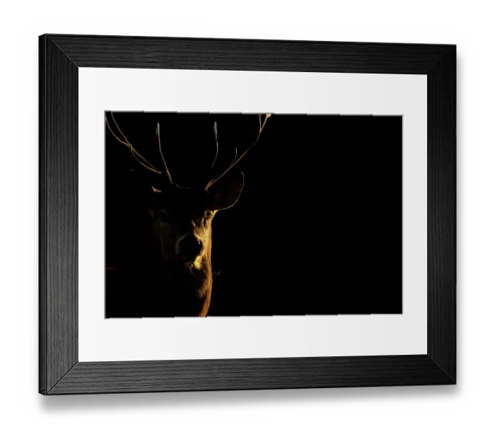 Framed Print : Red deer (Cervus elaphus) stag head portrait in late evening light, Bradgate Park, Leicestershire, UK. October Framed Print : Red deer (Cervus elaphus) stag head portrait in late evening light, Bradgate Park, Leicestershire, UK. October