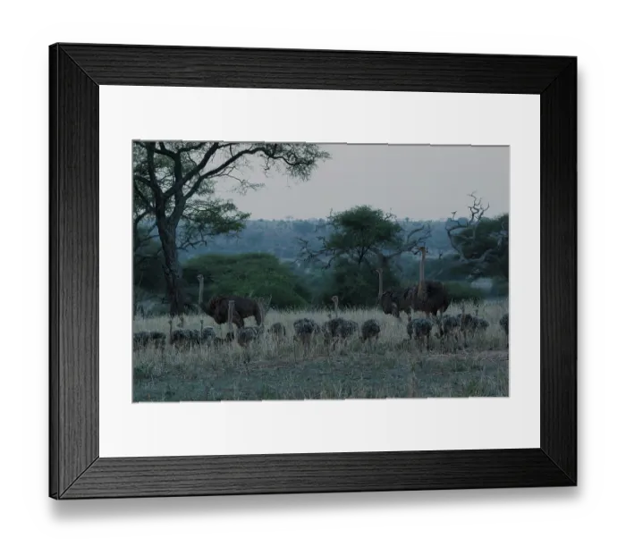 Framed Print : Three Masai ostriches (Struthio camelus massaicus) female, watching over their brood of chicks at dusk, Tarangire National Park, Tanzania Framed Print : Three Masai ostriches (Struthio camelus massaicus) female, watching over their brood of chicks at dusk, Tarangire National Park, Tanzania