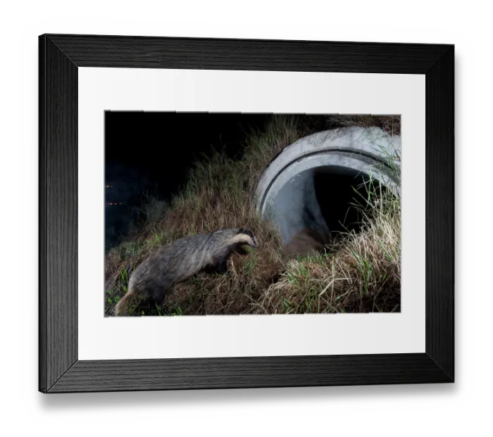 Framed Print : Badger (meles meles) entering a wildlife underpass below the A89 highway at night, Rhone, France. June. Camera trap image Framed Print : Badger (meles meles) entering a wildlife underpass below the A89 highway at night, Rhone, France. June. Camera trap image