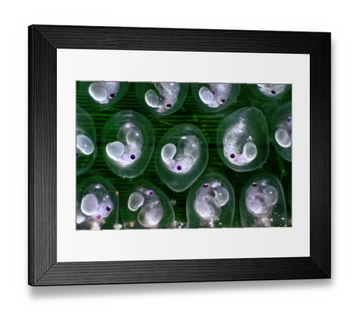 Framed Print : Japanese pygmy squid (Idiosepius paradoxus) eggs on Seagrass (Zostera marina) with well developed embryos, with eyes, tentacles and bodies taking form Framed Print : Japanese pygmy squid (Idiosepius paradoxus) eggs on Seagrass (Zostera marina) with well developed embryos, with eyes, tentacles and bodies taking form