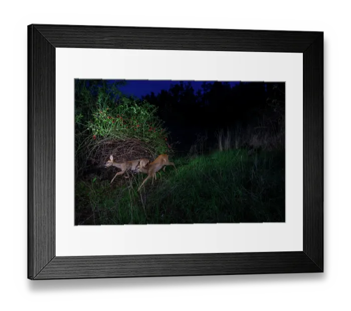 Framed Print : Two Roe deers (Capreolus capreolus) using a wildlife crossing above the busy A7 highway at night, Drome, France. September. Camera trap image Framed Print : Two Roe deers (Capreolus capreolus) using a wildlife crossing above the busy A7 highway at night, Drome, France. September. Camera trap image