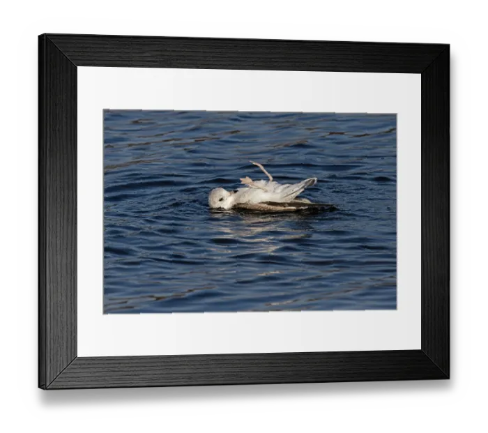 Framed Print : Common gull (Larus canus) lying on its back with legs in the air, bathing in water, Norwich, Norfolk, England, UK. January Framed Print : Common gull (Larus canus) lying on its back with legs in the air, bathing in water, Norwich, Norfolk, England, UK. January