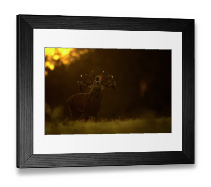 Framed Print : Red deer (Cervus elaphus) stag roaring at dawn, Bradgate Park, Leicestershire, UK. October Framed Print : Red deer (Cervus elaphus) stag roaring at dawn, Bradgate Park, Leicestershire, UK. October