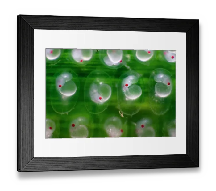 Framed Print : Japanese pygmy squid (Idiosepius paradoxus) eggs on Seagrass (Zostera marina) with developing embryos visible Framed Print : Japanese pygmy squid (Idiosepius paradoxus) eggs on Seagrass (Zostera marina) with developing embryos visible
