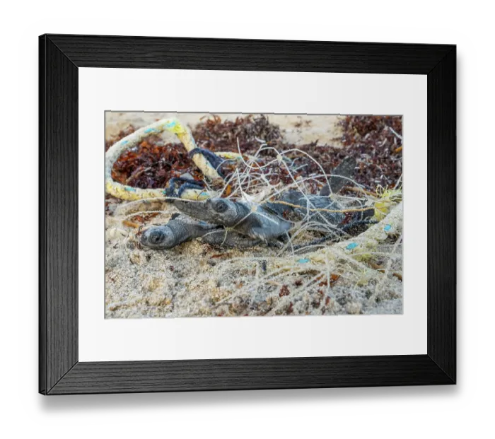 Framed Print : Kemp's ridley turtle (Lepidochelys kempii) hatchlings entangled in discarded fishing net on beach, Rancho Nuevo Sea Turtle Sanctuary, Tamaulipas, Mexico. Critically endangered