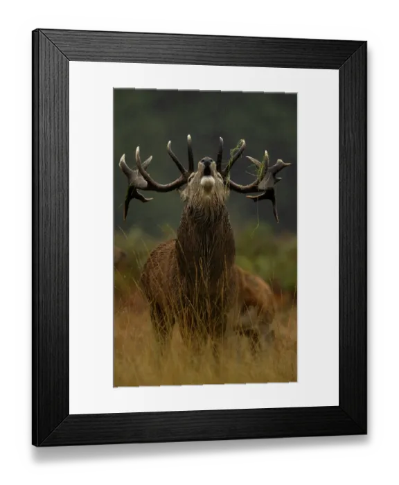 Framed Print : Red deer (Cervus elaphus) stag roaring in the rain, Bradgate Park, Leicestershire, UK. October Framed Print : Red deer (Cervus elaphus) stag roaring in the rain, Bradgate Park, Leicestershire, UK. October