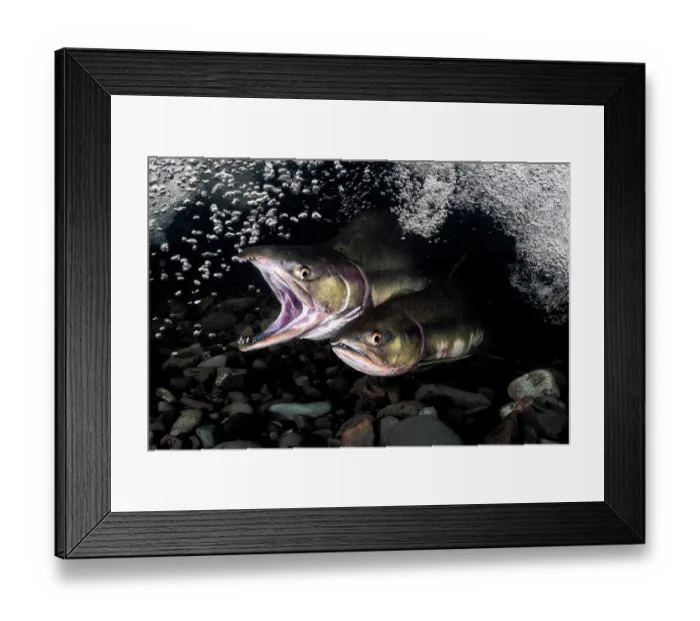 Framed Print : Pink salmon (Oncorhynchus gorbuscha) pair, coming together in preparation for spawning, beneath a waterfall, Hokkaido, Japan