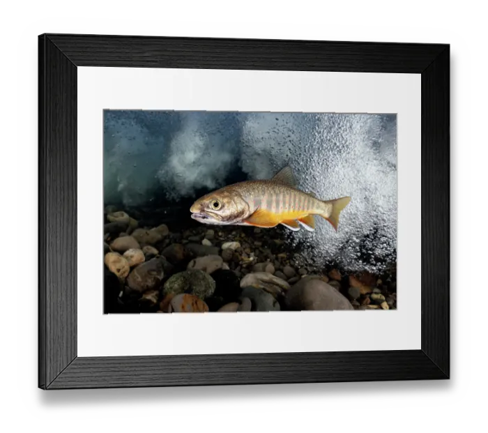 Framed Print : Southern Asian Dolly Varden charr (Salvelinus curilus) foraging at base of waterfall, Hokkaido, Japan Framed Print : Southern Asian Dolly Varden charr (Salvelinus curilus) foraging at base of waterfall, Hokkaido, Japan