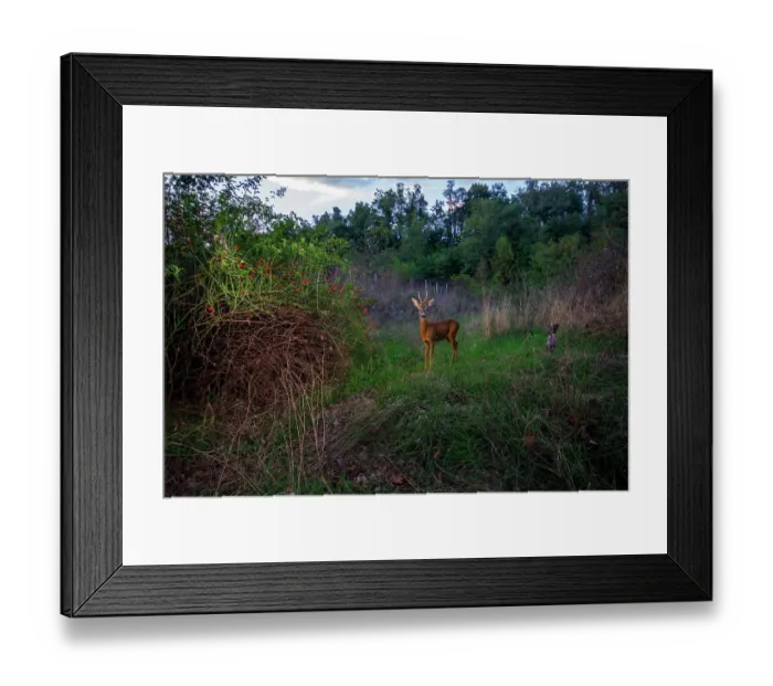 Framed Print : Roe deer (Capreolus capreolus) male, standing on a wildlife crossing above the busy A7 highway, Drome, France. September. Camera trap image Framed Print : Roe deer (Capreolus capreolus) male, standing on a wildlife crossing above the busy A7 highway, Drome, France. September. Camera trap image