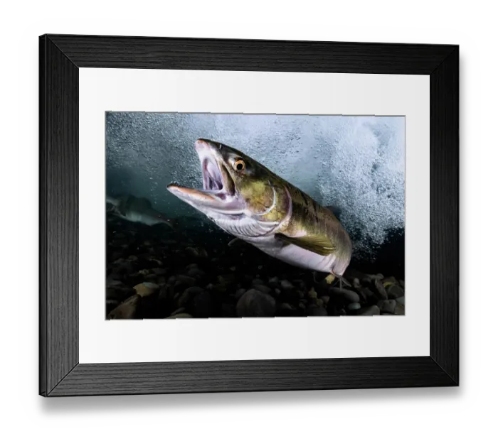 Framed Print : Pink salmon (Oncorhynchus gorbuscha) female, with mouth open, swimming at base of waterfall. This fish and others were gathered in a river to prepare for spawning. Hokkaido, Japan Framed Print : Pink salmon (Oncorhynchus gorbuscha) female, with mouth open, swimming at base of waterfall. This fish and others were gathered in a river to prepare for spawning. Hokkaido, Japan
