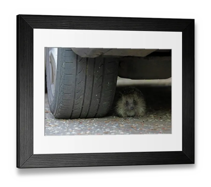 Framed Print : European hedgehog (Erinaceus europaeus) hiding underneath a car, Norwich, Norfolk, UK. May Framed Print : European hedgehog (Erinaceus europaeus) hiding underneath a car, Norwich, Norfolk, UK. May