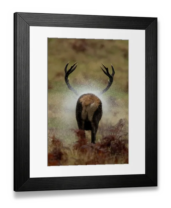 Framed Print : Red deer (Cervus elaphus) stag, shaking water from its fur, Bradgate Park, Leicestershire, UK. October Framed Print : Red deer (Cervus elaphus) stag, shaking water from its fur, Bradgate Park, Leicestershire, UK. October