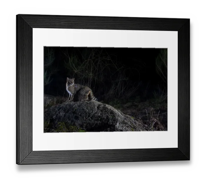 Framed Print : European wildcat (Felis silvestris) using a wildlife crossing above the A89 highway at night, Correze, France. January. Camera trap image Framed Print : European wildcat (Felis silvestris) using a wildlife crossing above the A89 highway at night, Correze, France. January. Camera trap image