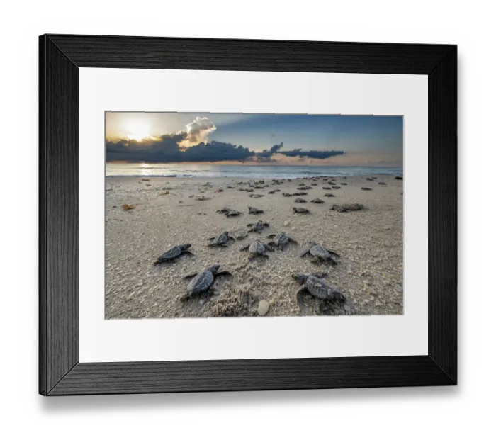 Framed Print : Group of Kemp's ridley turtle (Lepidochelys kempii) hatchlings making their way to the sea, Rancho Nuevo Sea Turtle Sanctuary, Tamaulipas, Mexico. Critically endangered Framed Print : Group of Kemp's ridley turtle (Lepidochelys kempii) hatchlings making their way to the sea, Rancho Nuevo Sea Turtle Sanctuary, Tamaulipas, Mexico. Critically endangered