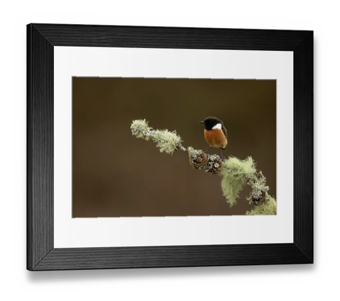 Framed Print : European stonechat (Saxicola rubicola) male, perched on a lichen-covered branch, Dumfries and Galloway, Scotland, UK. May Framed Print : European stonechat (Saxicola rubicola) male, perched on a lichen-covered branch, Dumfries and Galloway, Scotland, UK. May
