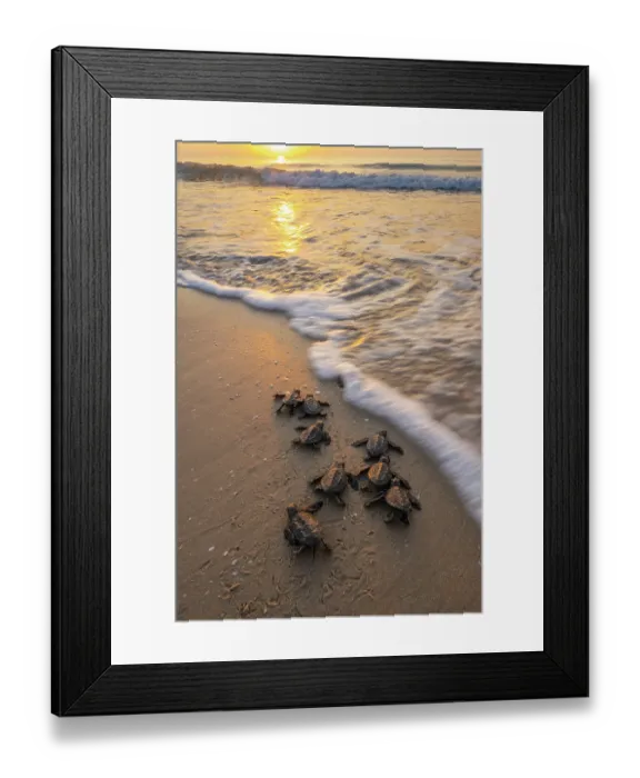 Framed Print : Kemp's ridley turtle (Lepidochelys kempii) hatchlings making their way to the sea, Rancho Nuevo Sea Turtle Sanctuary, Tamaulipas, Mexico. Critically endangered Framed Print : Kemp's ridley turtle (Lepidochelys kempii) hatchlings making their way to the sea, Rancho Nuevo Sea Turtle Sanctuary, Tamaulipas, Mexico. Critically endangered