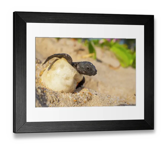 Framed Print : Kemp's ridley turtle (Lepidochelys kempii) hatchling emerging from egg, Rancho Nuevo Sea Turtle Sanctuary, Tamaulipas, Mexico. Critically endangered