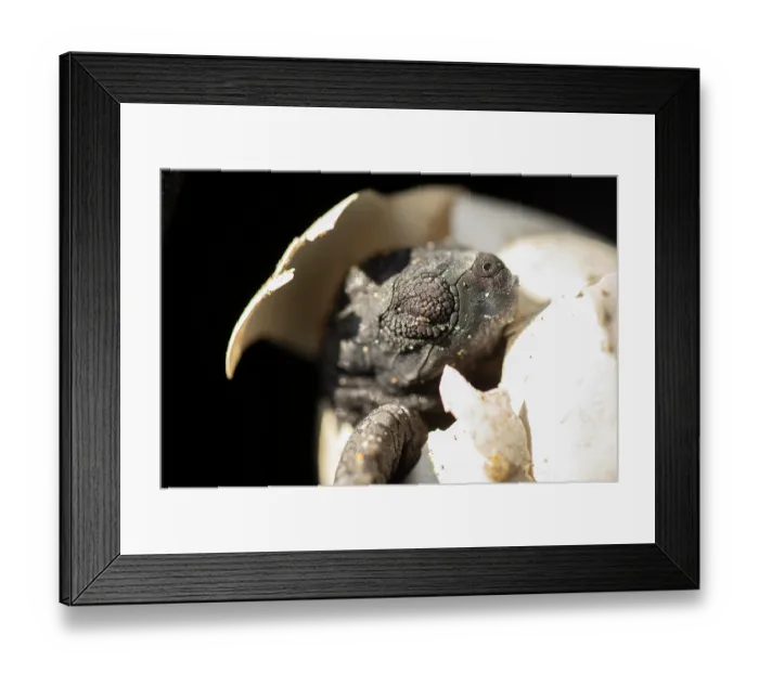 Framed Print : Kemp's ridley turtle (Lepidochelys kempii) hatchling emerging from egg, Rancho Nuevo Sea Turtle Sanctuary, Tamaulipas, Mexico. Critically endangered Framed Print : Kemp's ridley turtle (Lepidochelys kempii) hatchling emerging from egg, Rancho Nuevo Sea Turtle Sanctuary, Tamaulipas, Mexico. Critically endangered