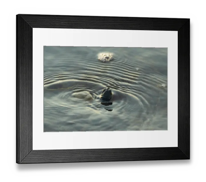 Framed Print : Kemp's ridley turtle (Lepidochelys kempii) hatchling swimming in shallow water, Rancho Nuevo Sea Turtle Sanctuary, Tamaulipas, Mexico. Critically endangered Framed Print : Kemp's ridley turtle (Lepidochelys kempii) hatchling swimming in shallow water, Rancho Nuevo Sea Turtle Sanctuary, Tamaulipas, Mexico. Critically endangered