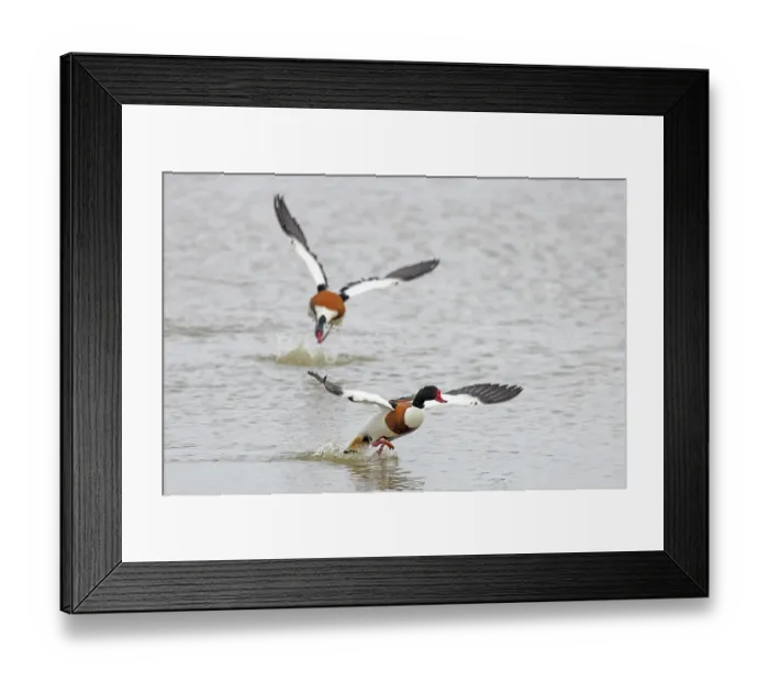 Framed Print : Two Shelduck (Tadorna tadorna) drakes chasing each other on water during territorial dispute, Norfolk, England, UK. June Framed Print : Two Shelduck (Tadorna tadorna) drakes chasing each other on water during territorial dispute, Norfolk, England, UK. June