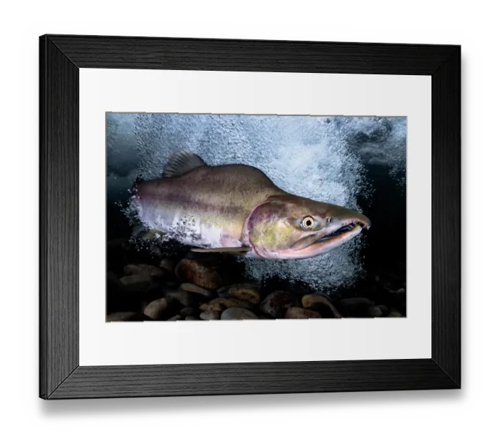 Framed Print : Pink salmon (Oncorhynchus gorbuscha) male, swimming through turbulent water beneath a small waterfall created by an erosion dam, Hokkaido, Japan Framed Print : Pink salmon (Oncorhynchus gorbuscha) male, swimming through turbulent water beneath a small waterfall created by an erosion dam, Hokkaido, Japan