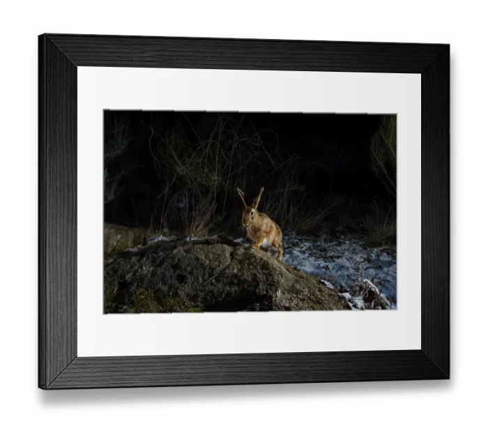 Framed Print : European hare (Lepus europaeus) using a wildlife crossing above the A89 highway at night, Correze, France. January. Camera trap image Framed Print : European hare (Lepus europaeus) using a wildlife crossing above the A89 highway at night, Correze, France. January. Camera trap image