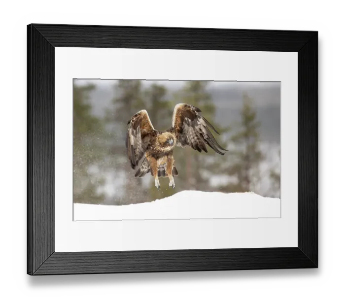 Framed Print : RF - Golden eagle (Aquila chrysaetos) taking flight in the snow, Finland. March. (This image may be licensed either as rights managed or royalty free.) Framed Print : RF - Golden eagle (Aquila chrysaetos) taking flight in the snow, Finland. March. (This image may be licensed either as rights managed or royalty free.)