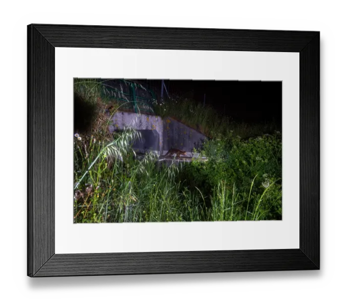 Framed Print : Fox (Vulpes Vulpes) using a wildlife underpass below the A87 highway and above the Natteries brook at night, Maine-et-Loire, France. May. Camera trap image Framed Print : Fox (Vulpes Vulpes) using a wildlife underpass below the A87 highway and above the Natteries brook at night, Maine-et-Loire, France. May. Camera trap image