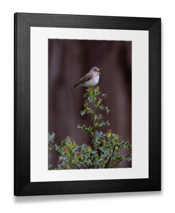 Framed Print : Spotted flycatcher (Muscicapa striata) perched on Holly (Ilex aquifolium) bush, Norfolk, England, UK. May Framed Print : Spotted flycatcher (Muscicapa striata) perched on Holly (Ilex aquifolium) bush, Norfolk, England, UK. May