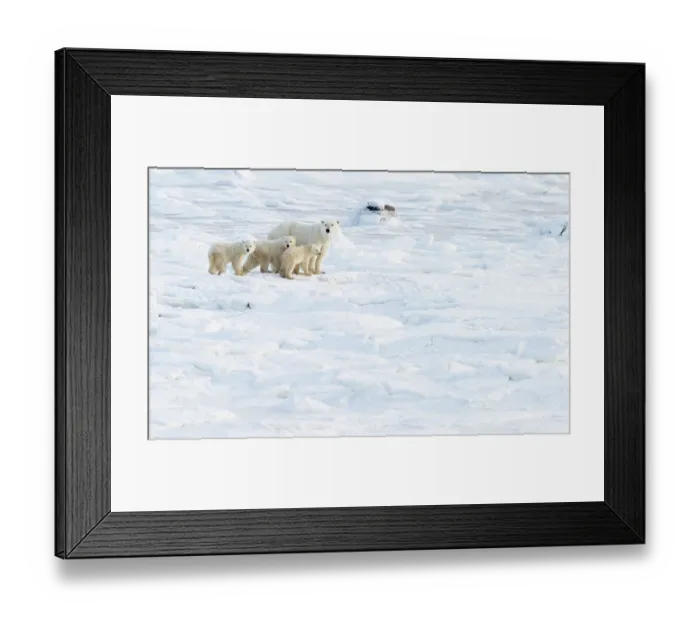 Framed Print : Polar bear (Ursus maritimus) female with three cubs in the snow, Churchill, Canada. November Framed Print : Polar bear (Ursus maritimus) female with three cubs in the snow, Churchill, Canada. November