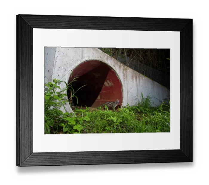 Framed Print : Common genet (Genetta genetta) exiting a wildlife underpass below the A10 highway at night, Charente-Maritime, France. June. Camera trap image Framed Print : Common genet (Genetta genetta) exiting a wildlife underpass below the A10 highway at night, Charente-Maritime, France. June. Camera trap image