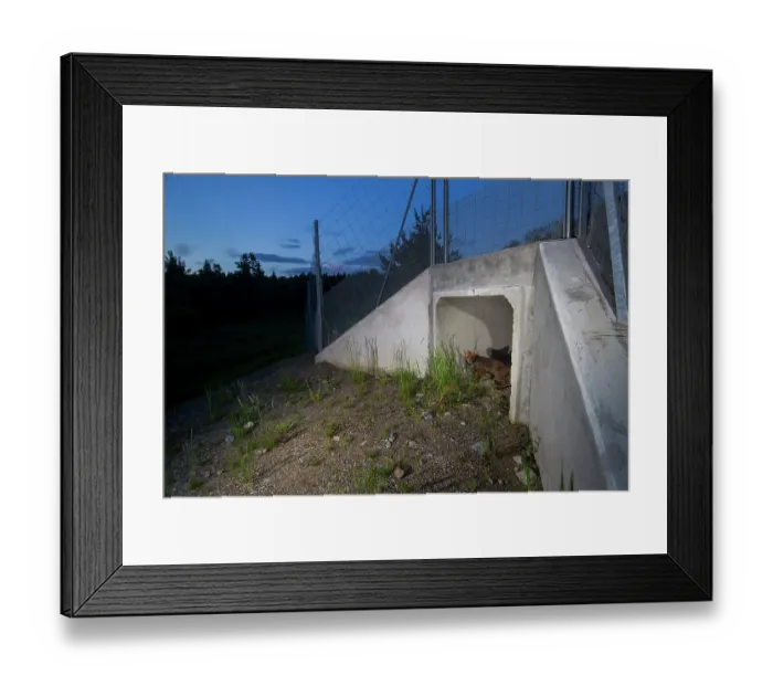 Framed Print : Fox (Vulpes vulpes) standing at entrance to a wildlife underpass below the A89 highway at night, Rhone, Correze, France. June. Camera trap image Framed Print : Fox (Vulpes vulpes) standing at entrance to a wildlife underpass below the A89 highway at night, Rhone, Correze, France. June. Camera trap image