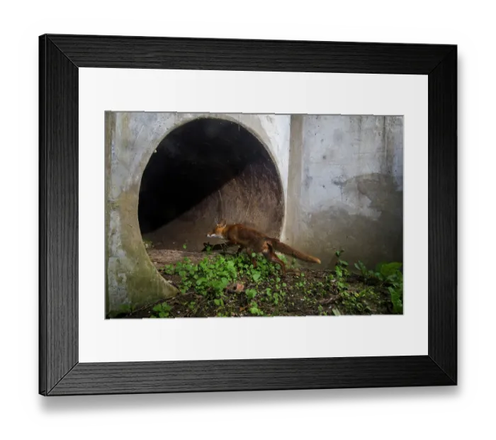 Framed Print : Fox (Vulpes vulpes) entering a wildlife underpass below the A10 highway, Charente-Maritime, France. June. Camera trap image Framed Print : Fox (Vulpes vulpes) entering a wildlife underpass below the A10 highway, Charente-Maritime, France. June. Camera trap image