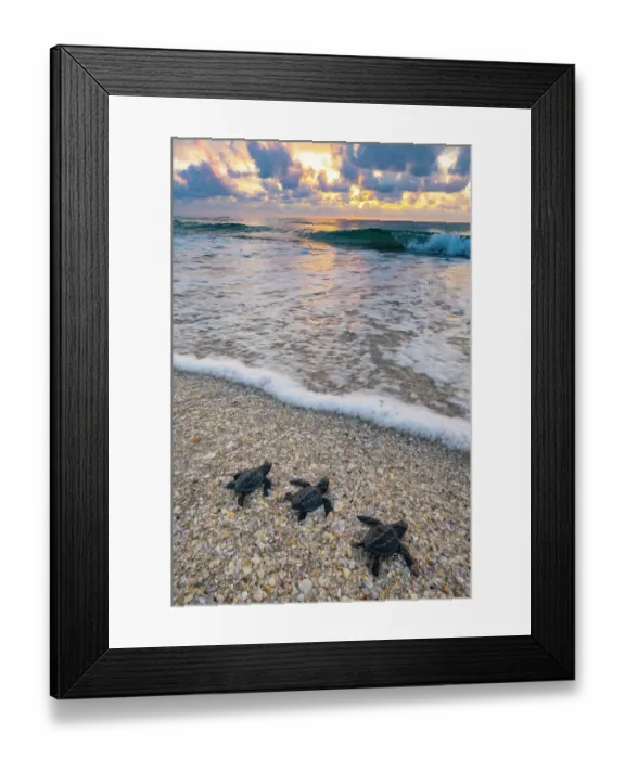 Framed Print : Three Kemp's ridley turtle (Lepidochelys kempii) hatchlings making their way to the sea, Rancho Nuevo Sea Turtle Sanctuary, Tamaulipas, Mexico. Critically endangered